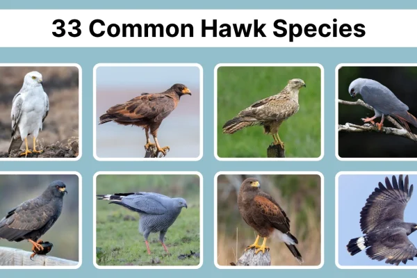 33 Common Hawk Species Identification, Wingspan & Photos