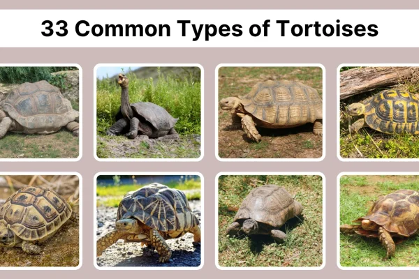 33 Common Types of Tortoises Identification With Pictures