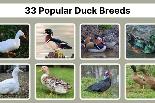 33 Popular Duck Breeds Identification, Behavior & Pictures