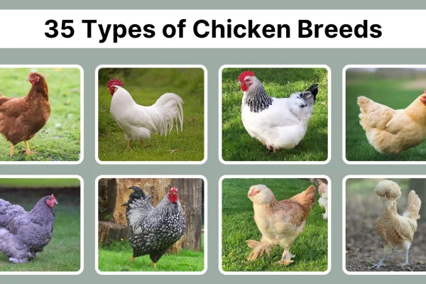 35 Types of Chicken Breeds Space Identification with Pictures