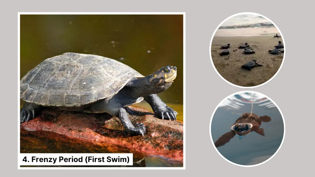 4. Frenzy Period (First Swim)