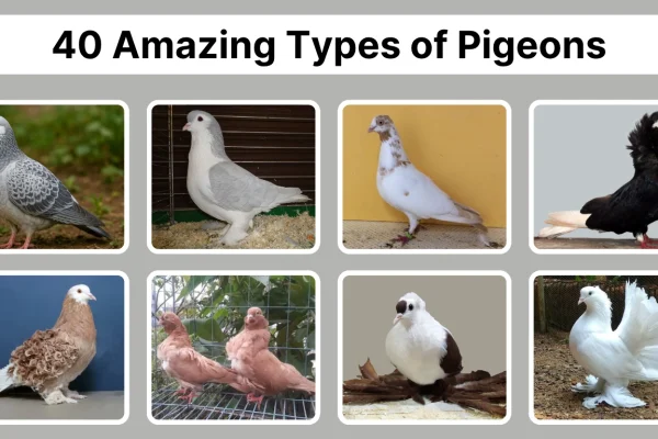 40 Amazing Types of Pigeons Identification with Pictures