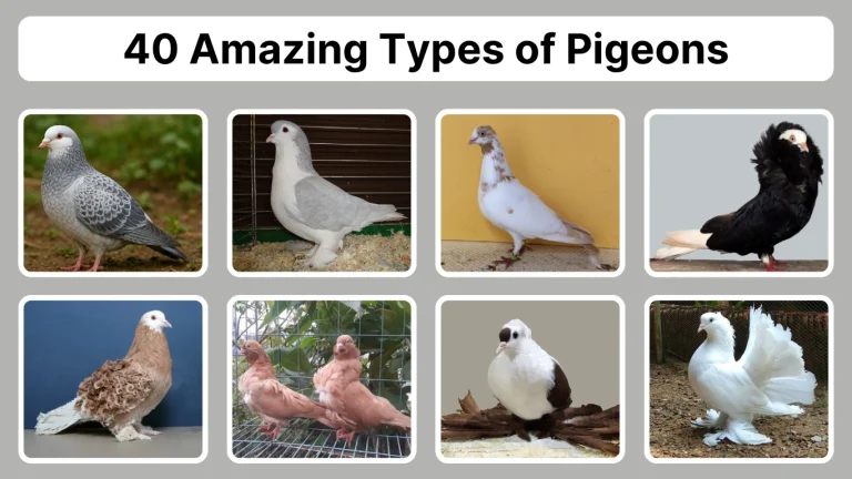 40 Amazing Types of Pigeons Identification with Pictures