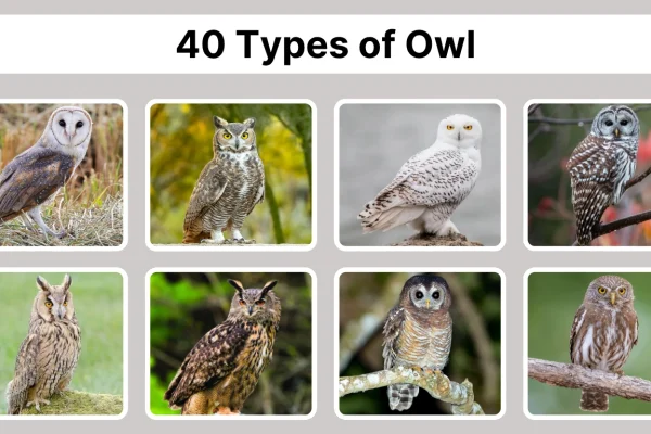 40 Types of Owl Species Identification With Pictures