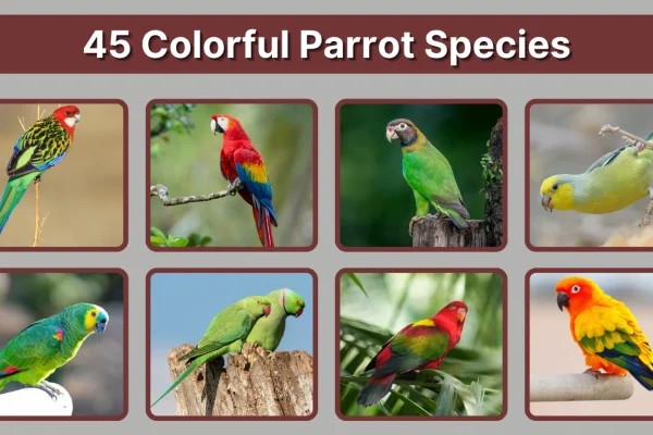 45 Colorful Parrot Species Identification, Region & Images