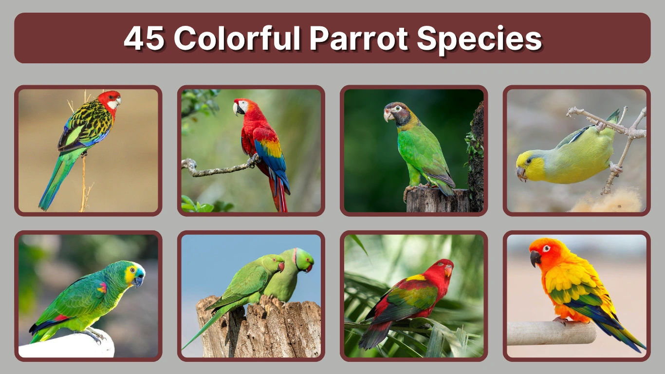 45 Colorful Parrot Species Identification Region Images 45 Colorful Parrot Species Identification Region Images