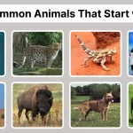 60 Common Animals That Start with A Identification with Pictures