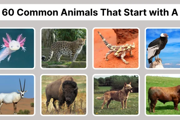 60 Common Animals That Start with A Identification with Pictures