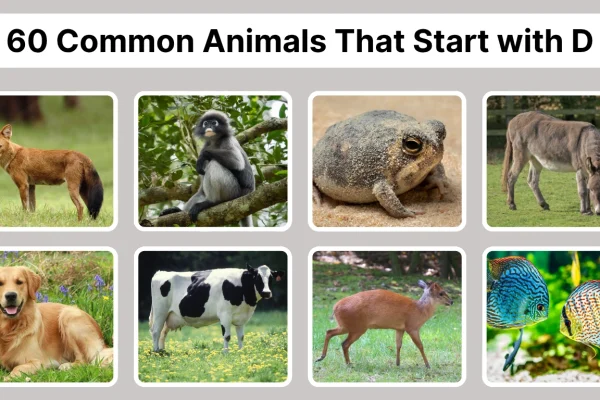 60 Common Animals That Start with D Identification with Pictures