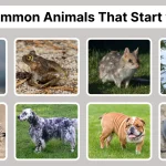 60 Common Animals That Start with E Identification with Pictures