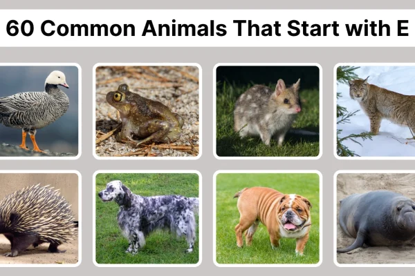 60 Common Animals That Start with E Identification with Pictures
