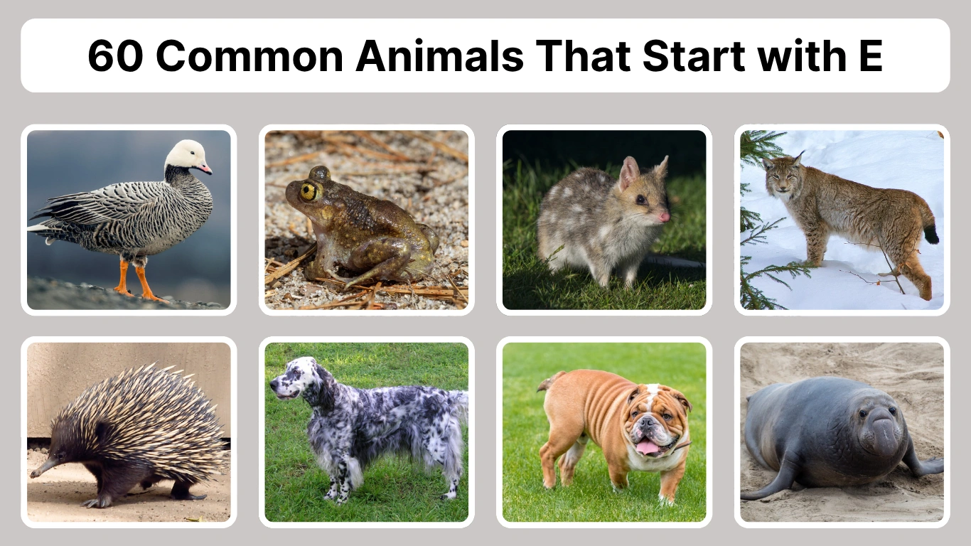60 Common Animals That Start with E Identification with Pictures
