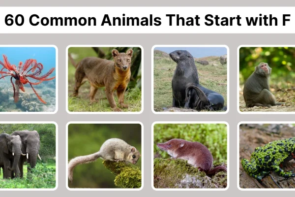 60 Common Animals That Start with F Identification with Pictures