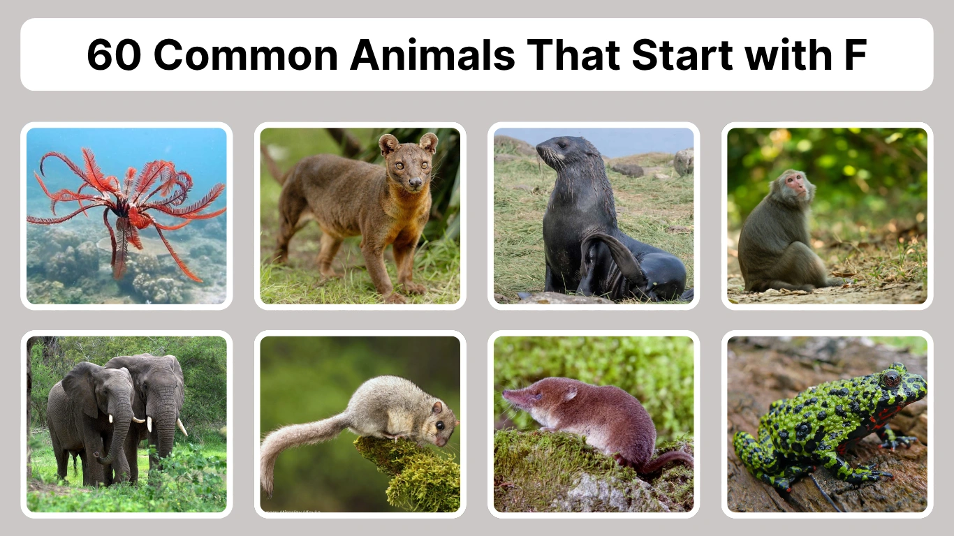 60 Common Animals That Start with F Identification with Pictures