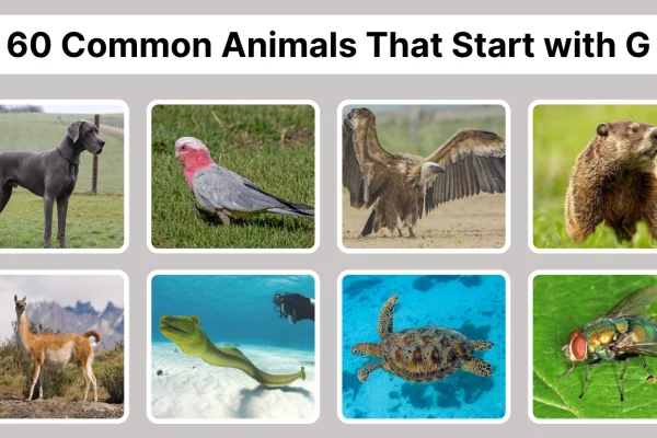 60 Common Animals That Start with G