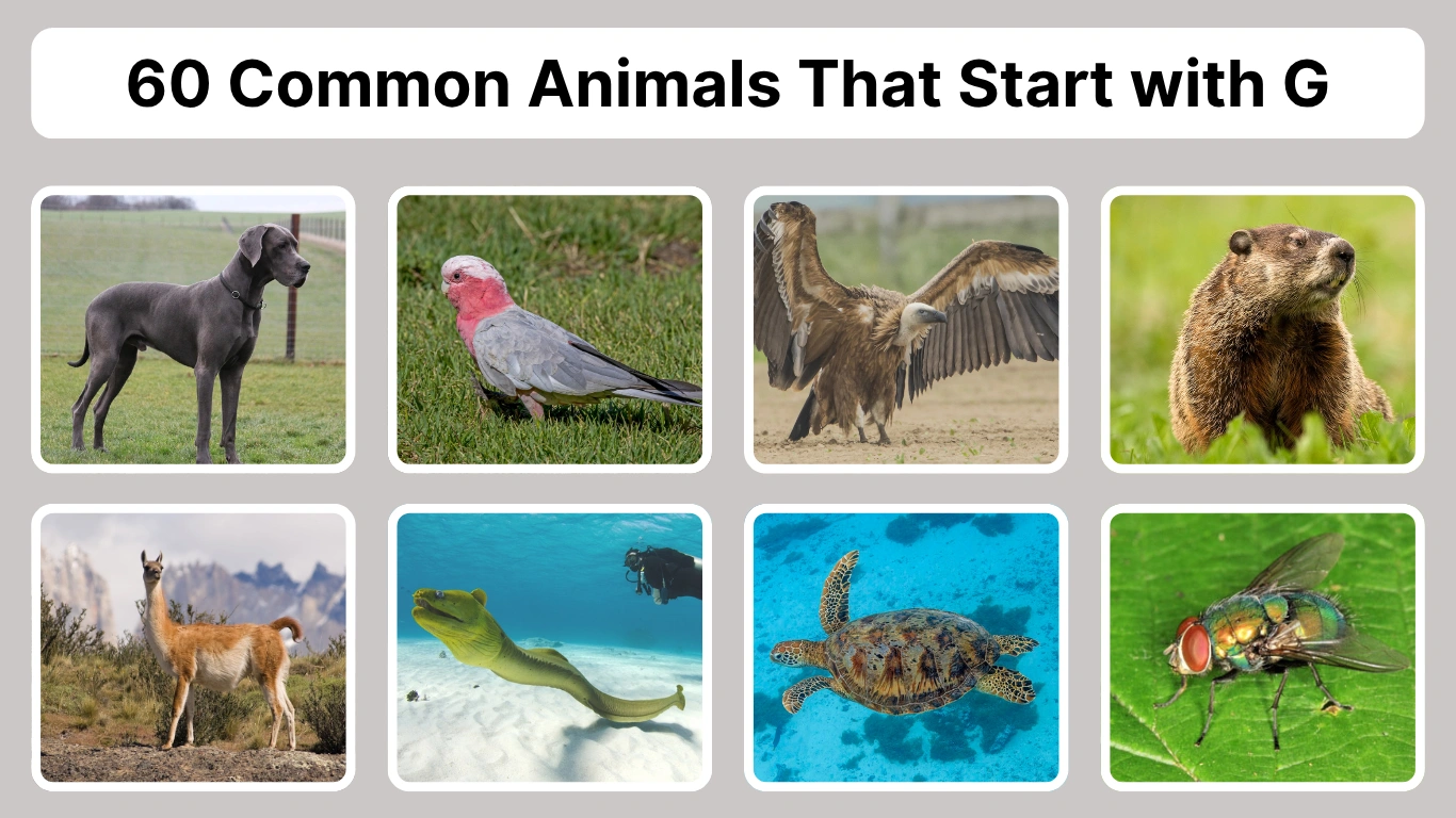 60 Common Animals That Start with G