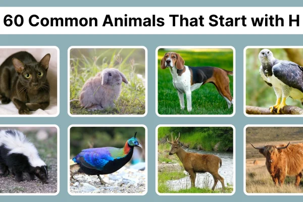 60 Common Animals That Start with H Identification with Pictures