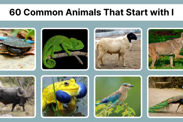 60 Common Animals That Start with I Identification with Pictures