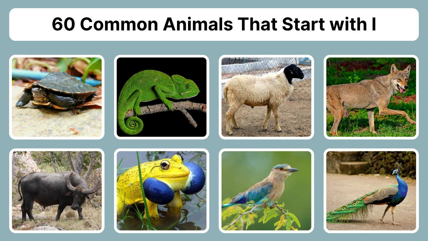 60 Common Animals That Start with I Identification with Pictures