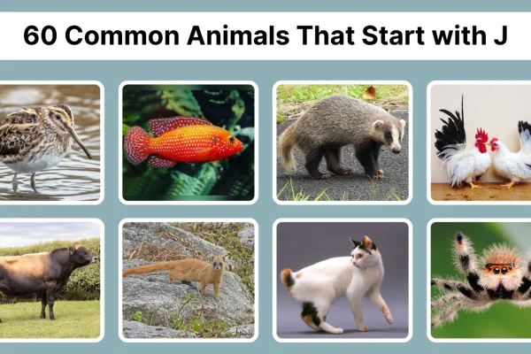 60 Common Animals That Start with J Identification with Pictures