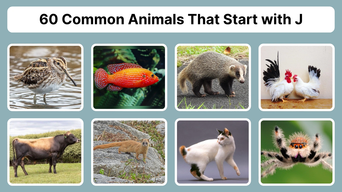 60 Common Animals That Start with J Identification with Pictures