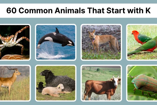 60 Common Animals That Start with K Identification with Pictures