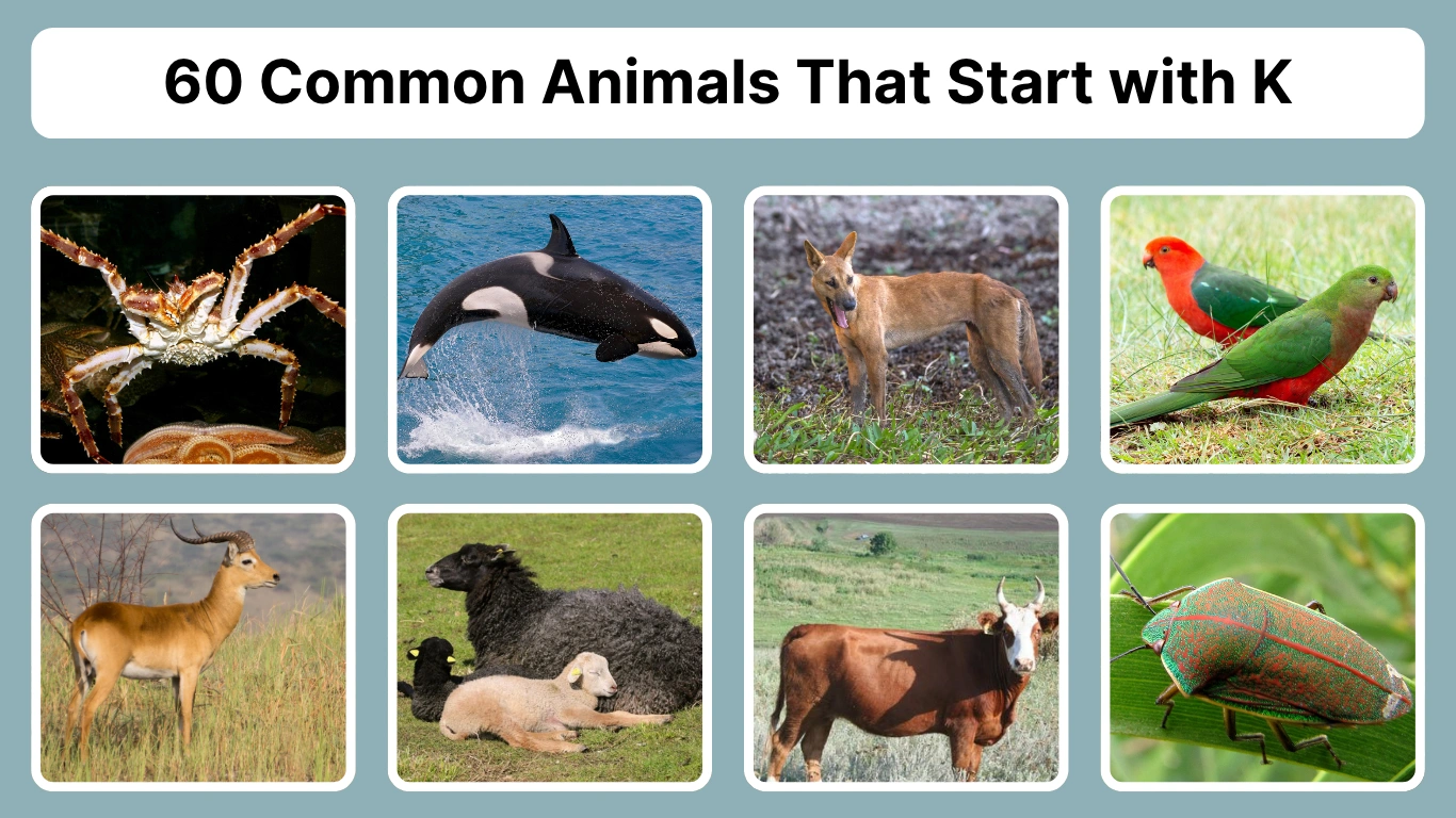 60 Common Animals That Start with K Identification with Pictures