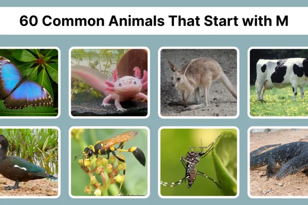 60 Common Animals That Start with M Identification with Pictures