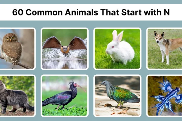 60 Common Animals That Start with N Identification with Pictures