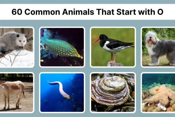 60 Common Animals That Start with O Identification with Pictures