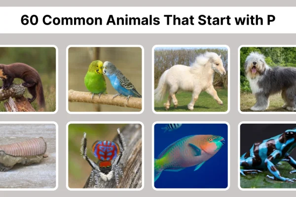 60 Common Animals That Start with P Identification with Pictures