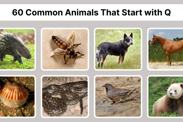 60 Common Animals That Start with Q Identification with Pictures