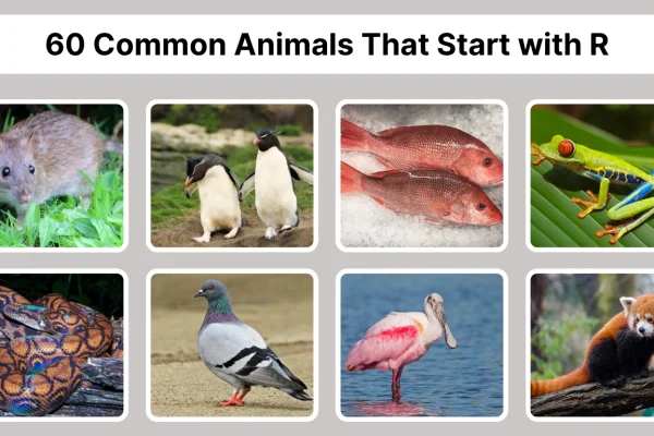 60 Common Animals That Start with R Identification with Pictures