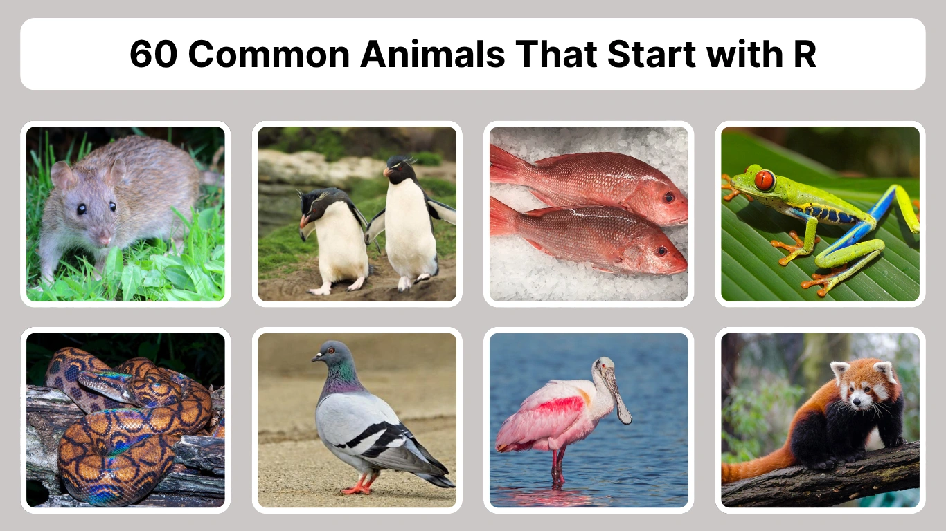 60 Common Animals That Start with R Identification with Pictures