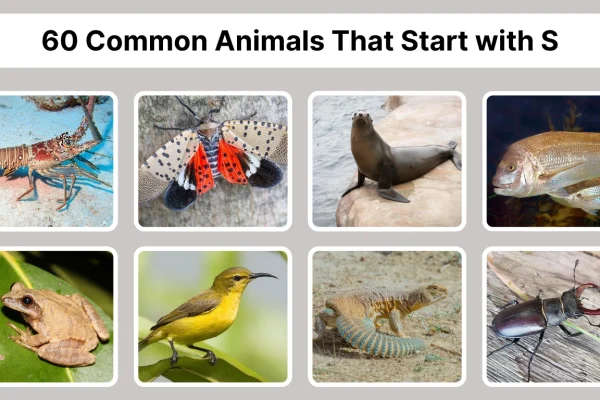 60 Common Animals That Start with S Identification with Pictures