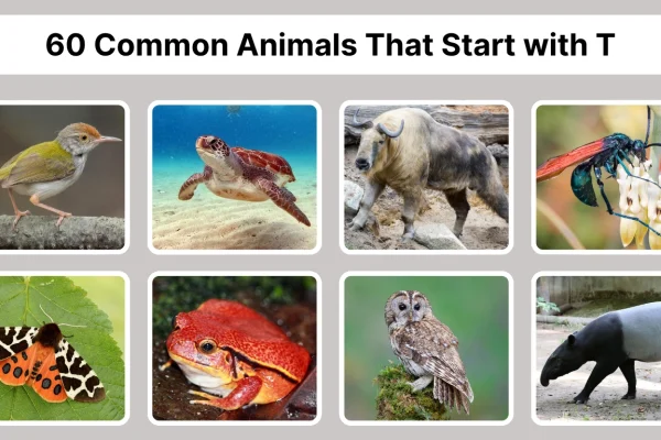 60 Common Animals That Start with T Identification with Pictures