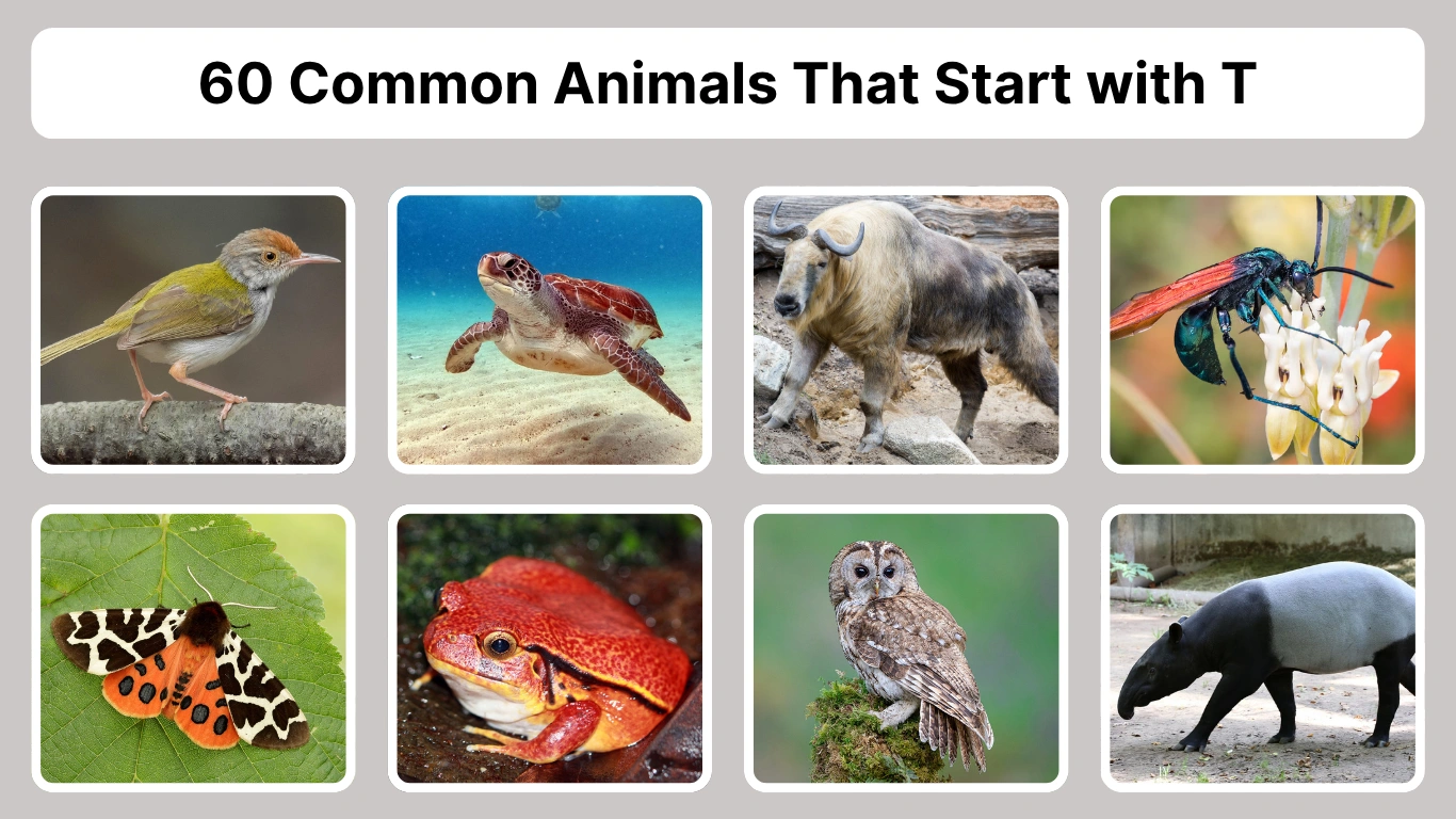 60 Common Animals That Start with T Identification with Pictures