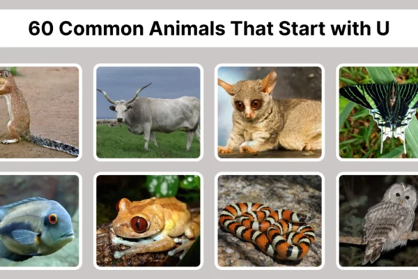 60 Common Animals That Start with U Identification with Pictures