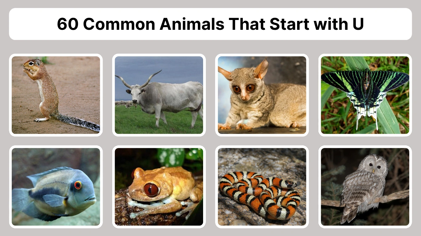 60 Common Animals That Start with U Identification with Pictures