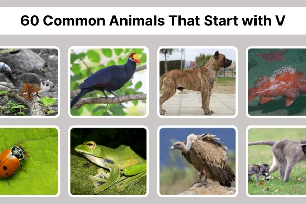 60 Common Animals That Start with V Identification with Pictures