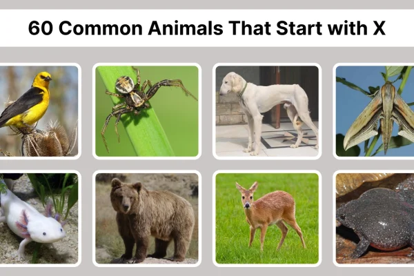60 Common Animals That Start with X