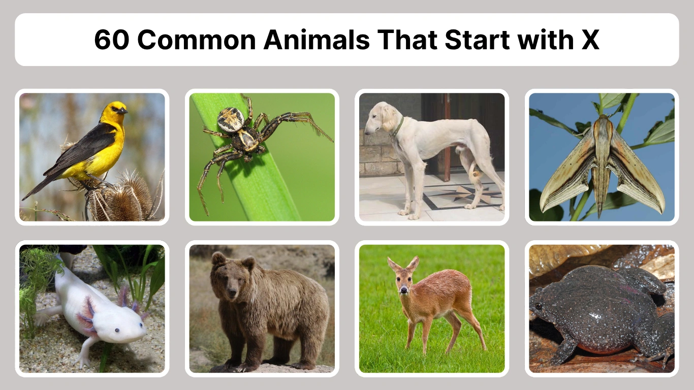 60 Common Animals That Start with X