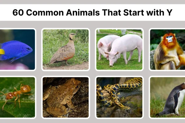 60 Common Animals That Start with Y Identification with Pictures