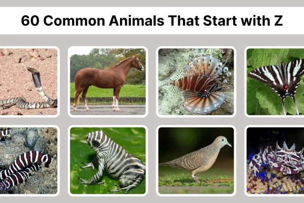60 Common Animals That Start with Z Identification with Pictures