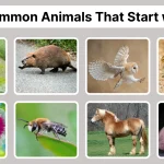 61 Common Animals That Start with B Identification with Pictures