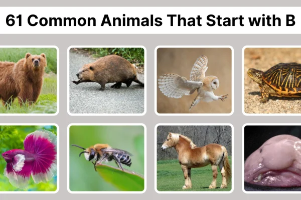 61 Common Animals That Start with B Identification with Pictures