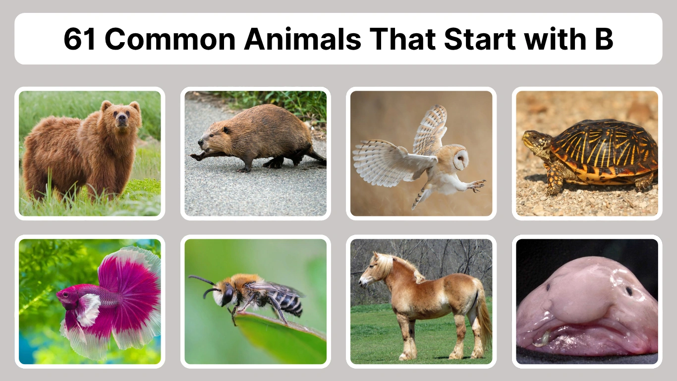 61 Common Animals That Start with B Identification with Pictures