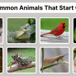 62 Common Animals That Start with C Identification with Pictures