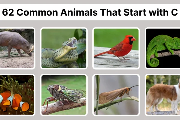 62 Common Animals That Start with C Identification with Pictures