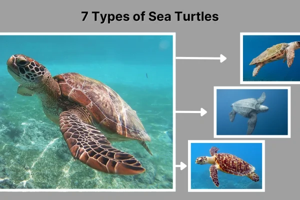 7 Types of Sea Turtles Species Identification, Facts & Pictures